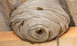 preparaty owadobójcze